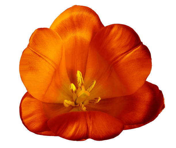 istock Red-yellow tulip  flower on isolated  white background with clipping path without shadows. Close-up. For design. Nature. 939464788