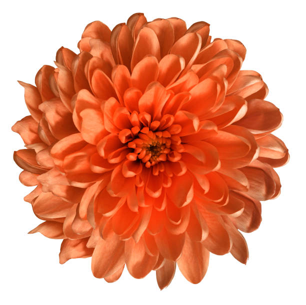 istock Chrysanthemum red. Flower on  isolated  white background with clipping path without shadows. Close-up. For design. Nature. 939464790