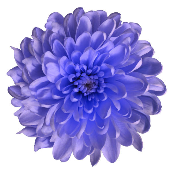 istock Chrysanthemum  blue-violet. Flower on  isolated  white background with clipping path without shadows. Close-up. For design. Nature. 939464866