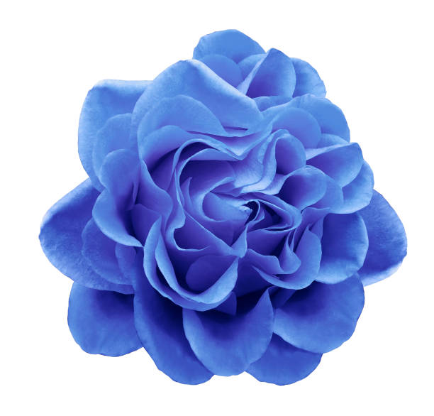 istock Light blue rose flower on a white isolated background with clipping path.Closeup no shadows. Nature. 939464884