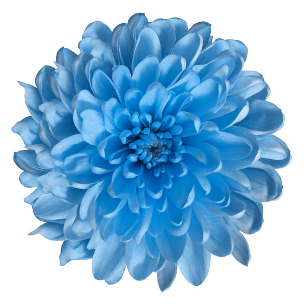 istock Chrysanthemum  light blue. Flower on  isolated  white background with clipping path without shadows. Close-up. For design. Nature. 939465032