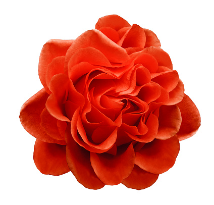 Red rose flower on a white isolated background with clipping path.Closeup no shadows. Nature.