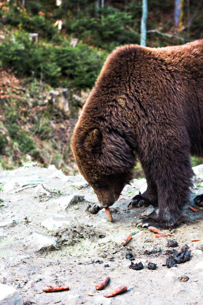 istock Brown bear in the reserve. 939465252