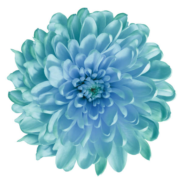 istock Chrysanthemum turquoise-blue. Flower on  isolated  white background with clipping path without shadows. Close-up. For design. Nature. 939468126