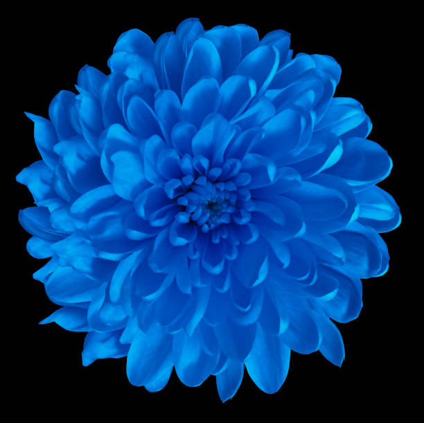 istock Chrysanthemum blue. Flower on  isolated  black background with clipping path without shadows. Close-up. For design. Nature. 939468460