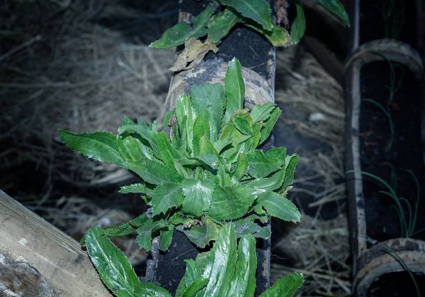 istock Stink weed in the garden. 939471344