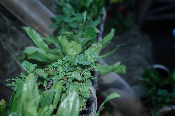 istock Peppermint in the garden. 939471774