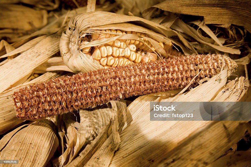 Сушеные кукурузы - Стоковые фото Бежевый роялти-фри