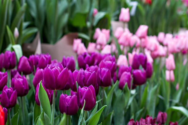istock Many tulips. Spring flowers. A flower bed with tulips 939480182