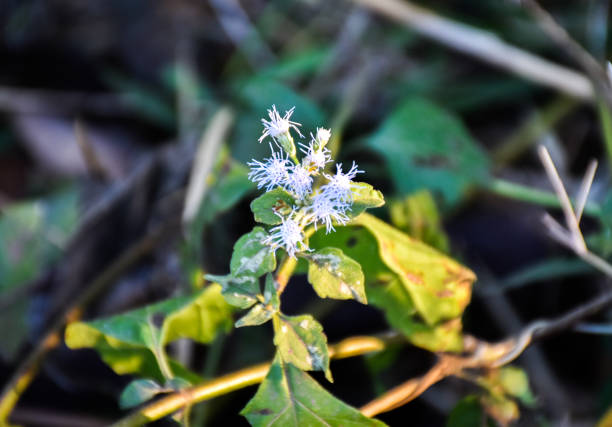 White flowers in the middle of the forest.