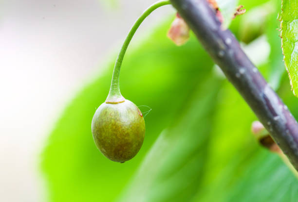 istock Sweet cherry berry is damaged by frost 939480566