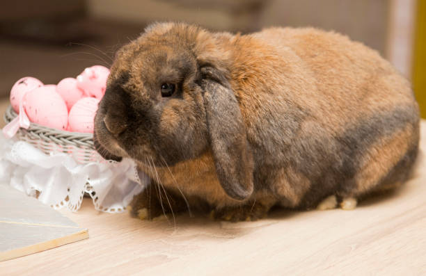 istock Portrait of a rabbit 939480742