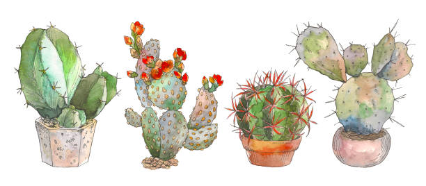 ilustraciones, imágenes clip art, dibujos animados e iconos de stock de conjunto de ilustración botánica acuarela cactus, objeto aislado, trópico - cactus spine