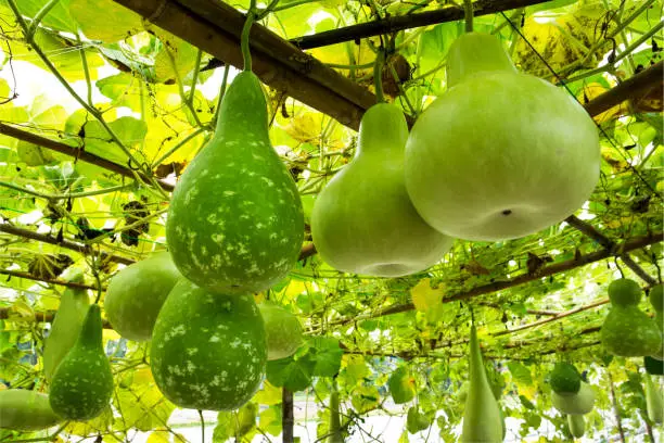 Photo of Tree of gourd and bottle gourd on the vine.(Lagenaria siceraia (Molina) Standley.)