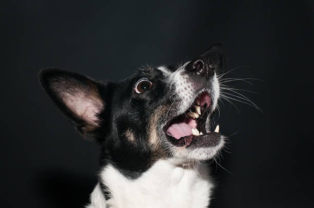 istock Funny dog face portrait at studio 939486224