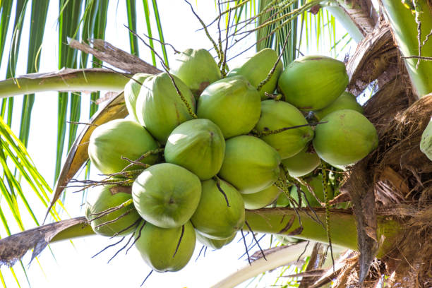 istock Green coconut fresh on the tree in my garden 939488466