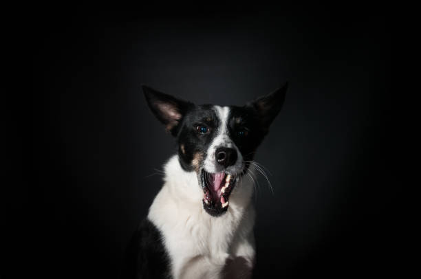 istock Funny dog face portrait at studio 939488634