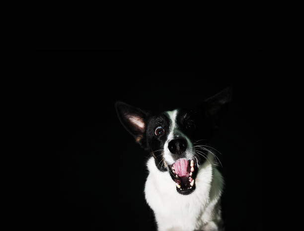 istock Funny dog face portrait at studio 939488746