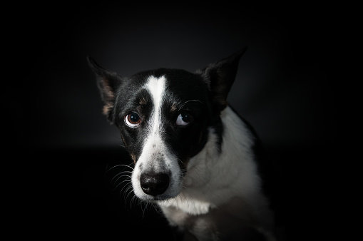 Funny black and white mixed breed dog face portrait at studio on black background