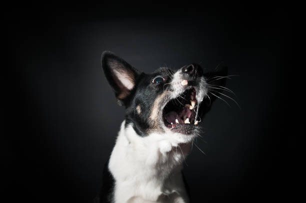 istock Funny dog face portrait at studio 939489316