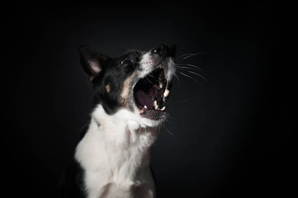 istock Funny dog face portrait at studio 939489370