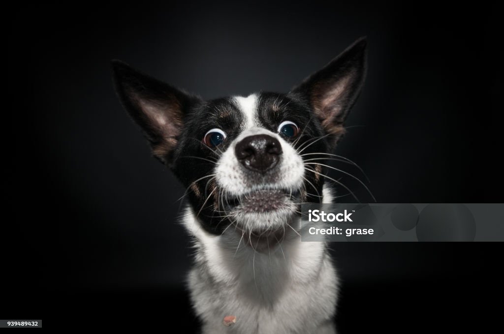 웃 긴 강아지 얼굴 초상화 스튜디오 감정에 대한 스톡 사진 및 기타 이미지 - 감정, 개, 검은색 - iStock