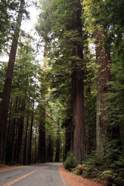istock The Avenue of the Giants 939489562