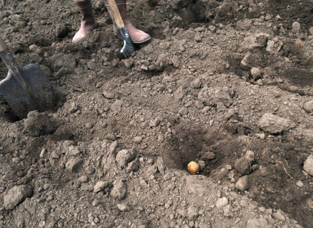 istock farmers planting potato in the soil at spring 939490904