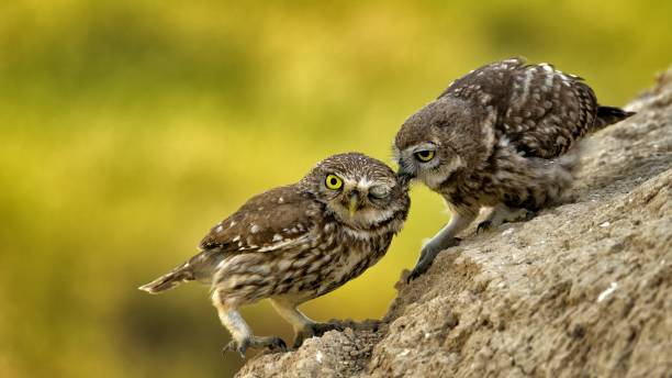 istock A young little owl asks his parent's food 939494526