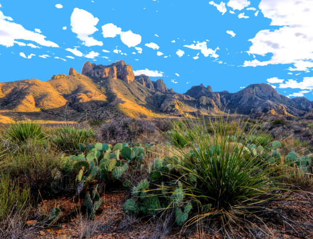 Chihuahua Desert, Cacti, Bushes, Wilderness, Desert Landscape, Chisos Mountains, Conservation Area, Biosphere Reserve