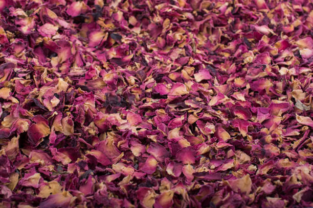 istock Background of dried  rose petals 939498532