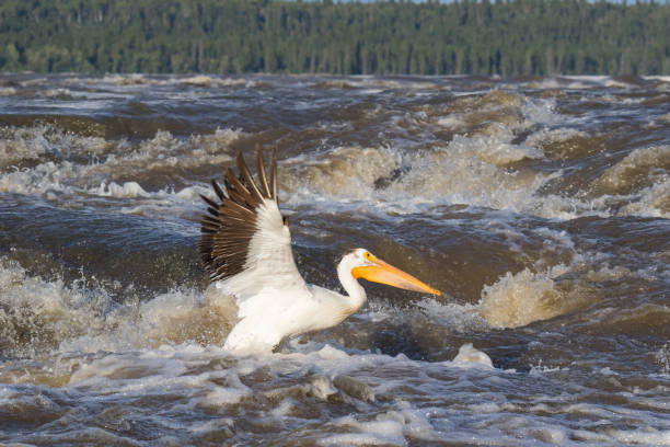 Great White Pelicans (Pelecanus onocrotalus) flying over to Canadian north for mating at Slave River, Pelican Rapids, Ft. Smith, Northwest Territories, Canada stock photo