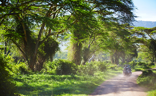 Ruta de acceso con 4 x 4 en el cráter del Ngorongoro, en la carretera para ver vida silvestre. photo