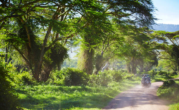 pad met 4 x 4 in de ngorongoro krater, op de weg wilde dieren zien. - afrika afrika stockfoto's en -beelden