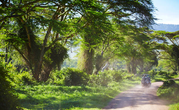 Path with 4x4 in the Ngorongoro crater, on the road to see wildlife. The jewel in Ngorongoro's crown is a deep, volcanic crater, the largest un flooded and unbroken caldera in the world. About 20kms across, 600 meters deep and 300 sq kms in area, the Ngorongoro Crater is a breathtaking natural wonder. arusha region stock pictures, royalty-free photos & images