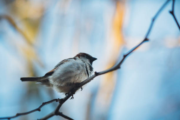 istock Fluffy sparrow on bare branch in winter 939499432