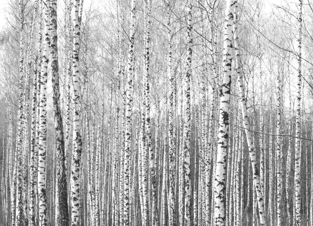 istock Black-and-white photo of birches 939502306