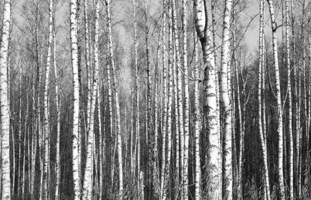 istock Black-and-white photo of birches 939502332