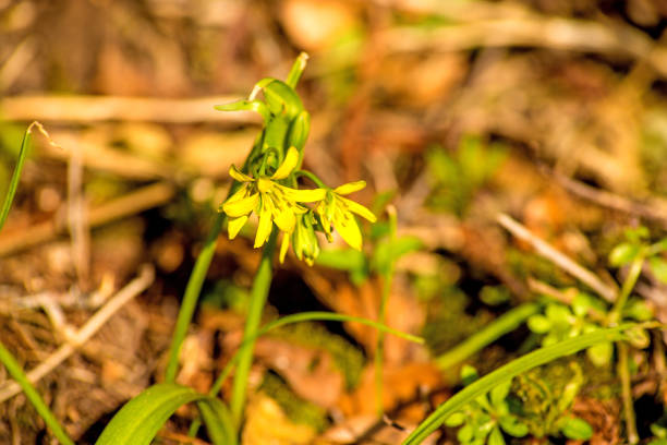 istock yellow Star-of-Bethlehem, flower in spring in Germany 939502396