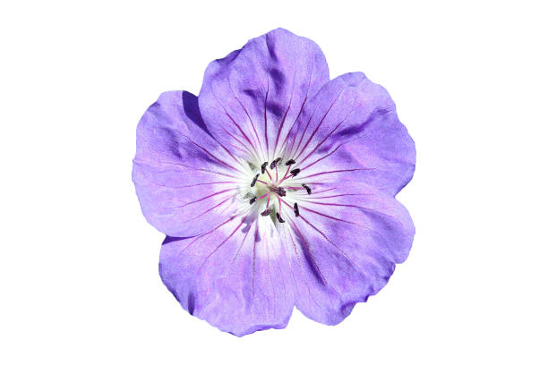istock Geranium cinereum 'Ballerina' 939510284
