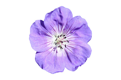 Geranium cinereum 'Ballerina' flower cut out and isolated on a white background
