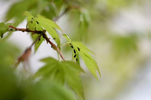 midges insect pests on Acer leaves small Zen garden