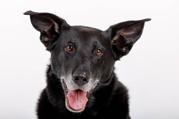 istock friendly and adorable crossbreed dog 939513332