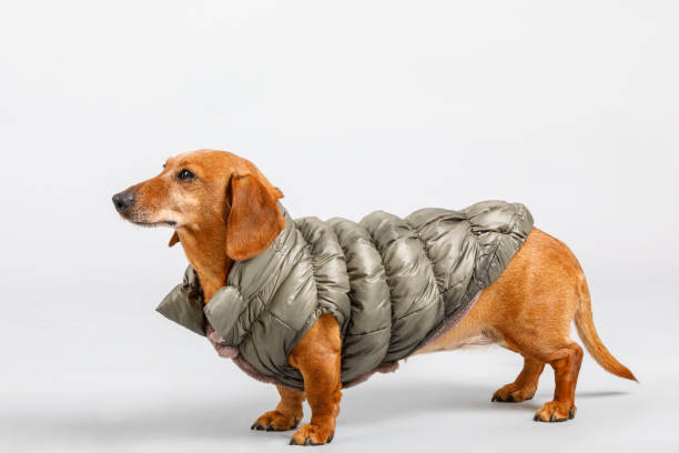 istock adorable small dog Dachshund with winter cloth 939513354