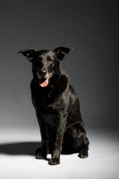 istock friendly and adorable crossbreed dog 939513440