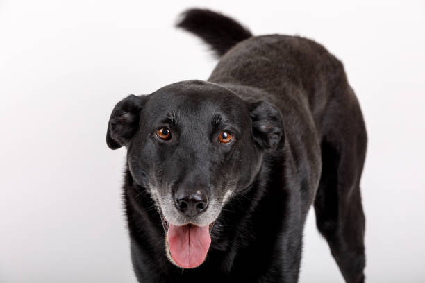 istock friendly and adorable crossbreed dog 939513444