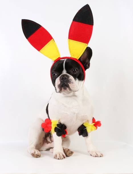 french bulldog is a germany fan