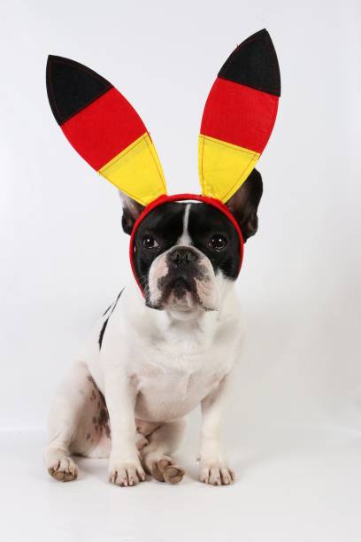 istock french bulldog is a germany fan 939514046