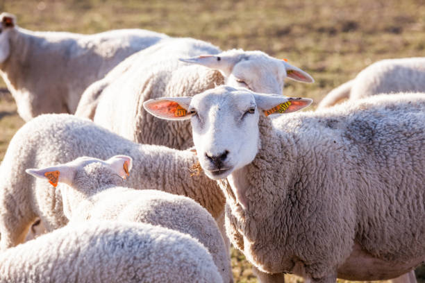 istock sheep in the field 939514138