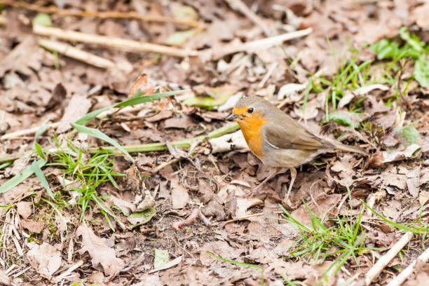 istock An European Robin 939514296